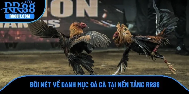 Đôi nét về danh mục đá gà tại nền tảng RR88