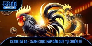 SV388 đá gà
